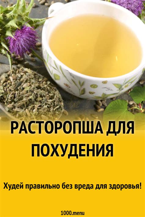 Расторопша для похудения и очищения организма